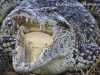 Criadero de cocodrilos en Guamá