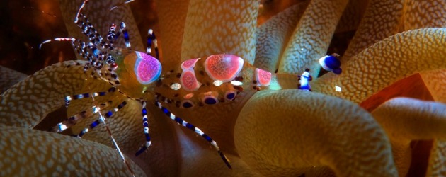 Fotografía macro por Carlos Otero