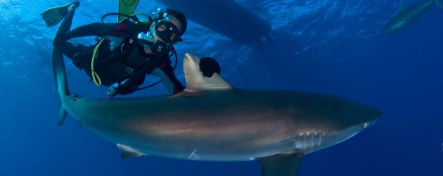 Tiburones en Jardines de la Reina por Carlos Suárez