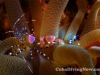 Macro