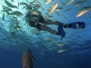 Peces