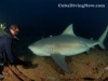 Tiburones en Santa Lucía