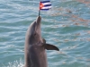 Delfinario de Cienfuegos