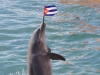 Delfinario de Cienfuegos