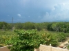 Casa El Farito, Cienfuegos, frutales y huerto