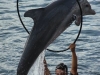 Delfines