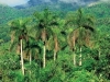 Paisaje cubano