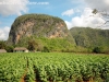 Siembra de tabaco en Viñales