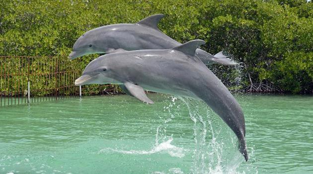 Espectáculos de delfines en el Delfinario de Cienfuegos, Cuba